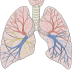 lungs